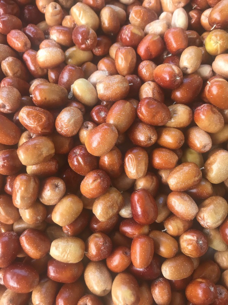 خرید نهال  سنجد 