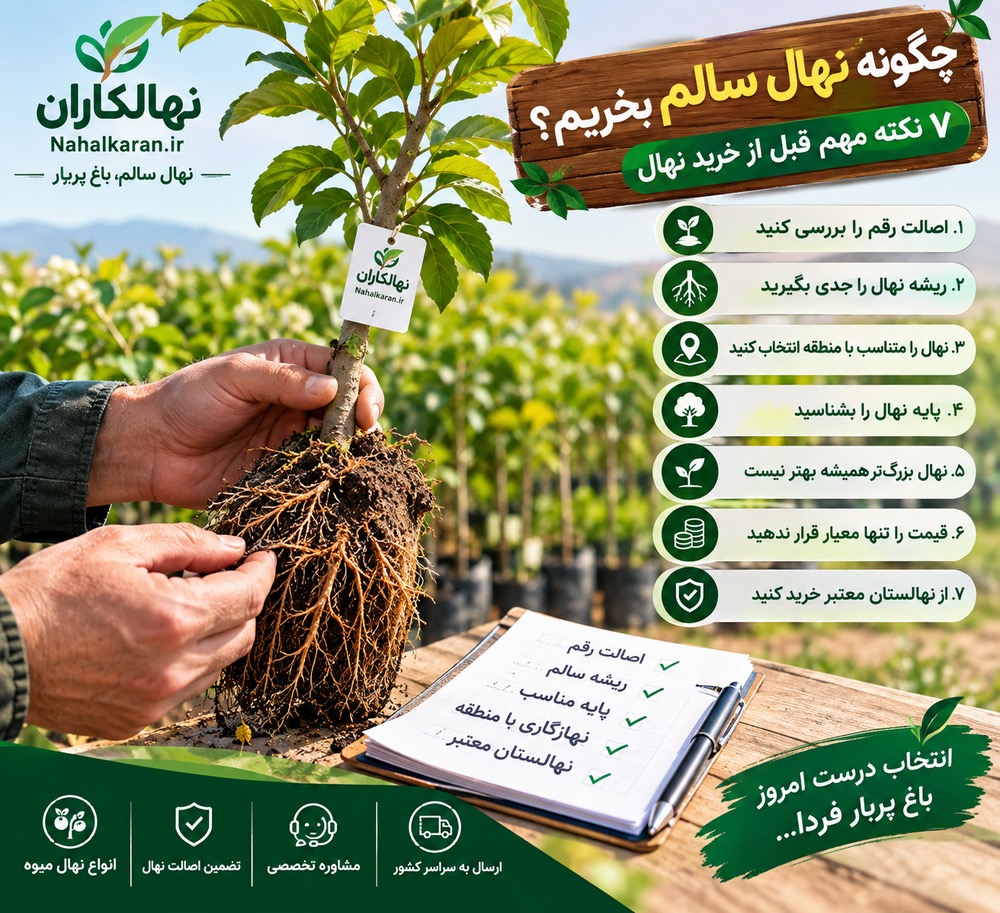 چگونه نهال سالم بخریم؟  